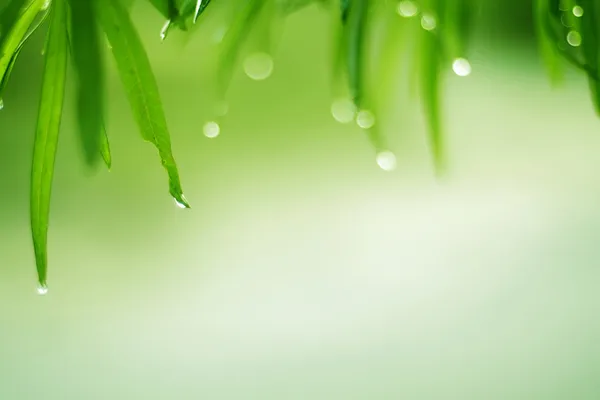 Dew grass — Stock Photo, Image