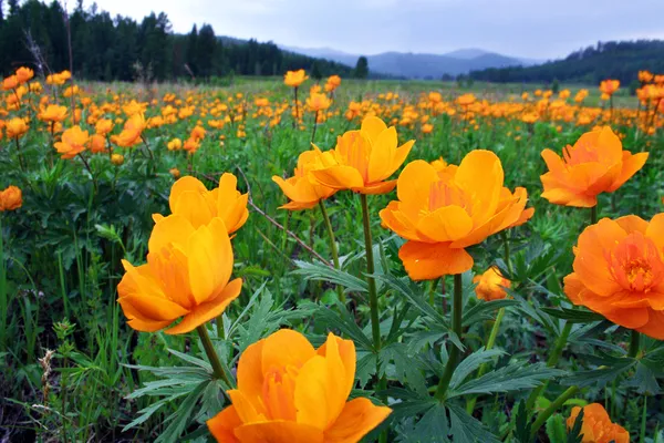 Flores cor de laranja — Fotografia de Stock