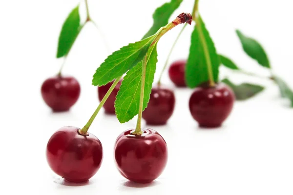 stock image Cherry