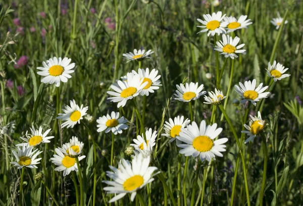 stock image Chamomile