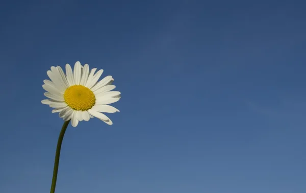 stock image Chamomile