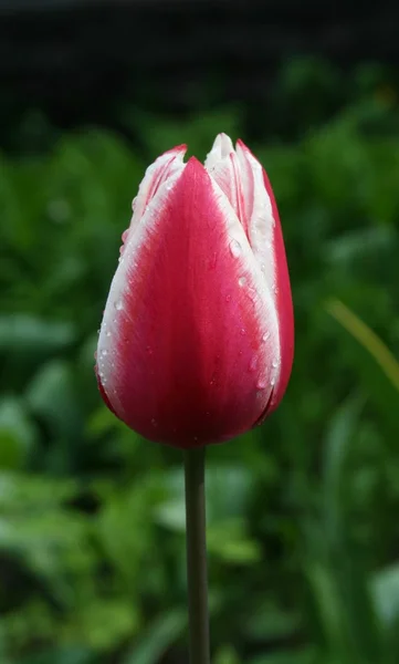 Bourgeon d'une tulipe . — Photo