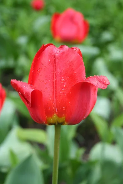 Pupen tulipánu. — Stock fotografie