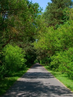 Tree-lined road clipart