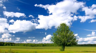 Lone tree in green field clipart