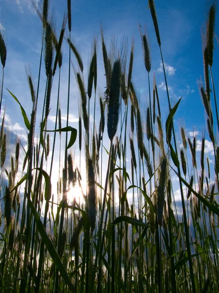 stock image Wheat Stalks