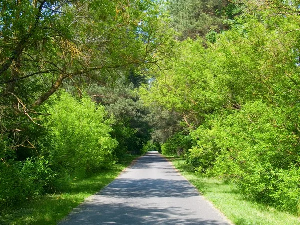 Tree-lined road — Stock Photo, Image