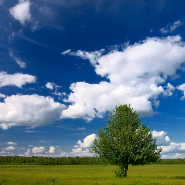 Albero solitario nel paesaggio rurale — Foto Stock