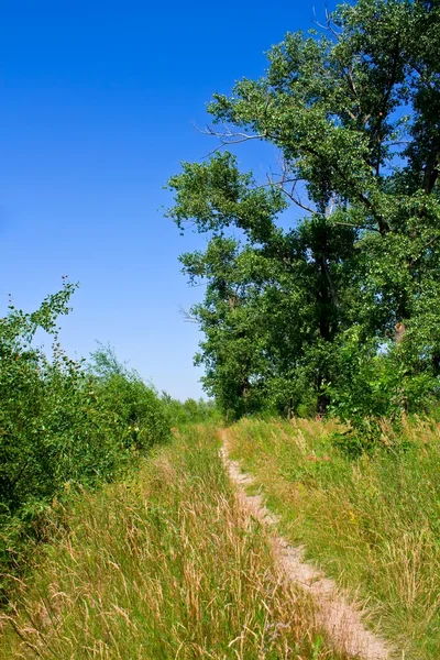 夏天的路径 — 图库照片