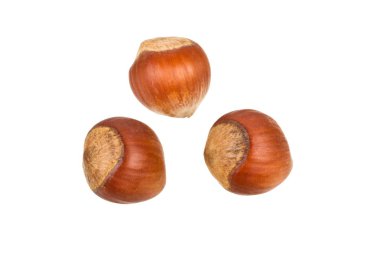 Hazelnuts clipart