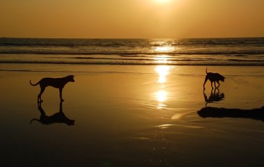 Two stray dogs on the beach at sunset separated by solar ray clipart