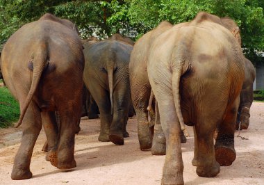 Back view of elephant herd in Sri Lanka clipart