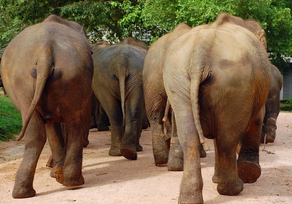 스리랑카의 코끼리 무리의 뒷모습 로열티 프리 스톡 이미지