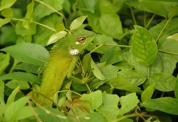 Переменная ящерица на зеленом фоне — стоковое фото
