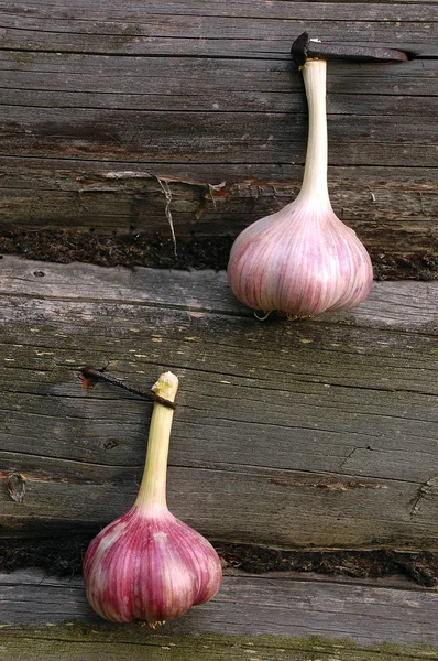 stock image Two Garlic Bulbs On The Wooden Wall