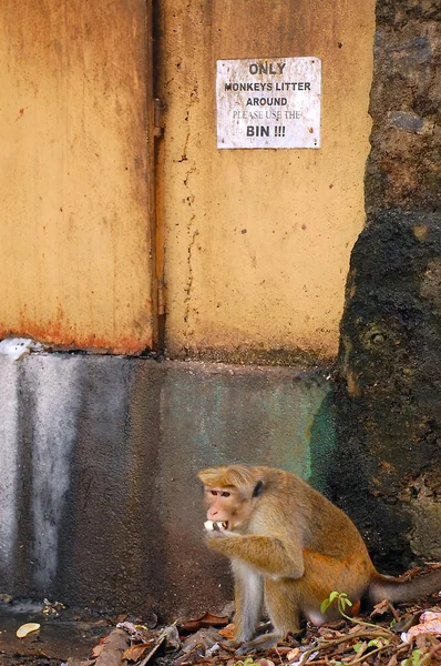 Opice na hromadě odpadků — Stock fotografie