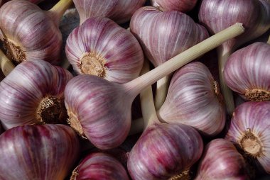 Closeup Garlic Bulbs clipart