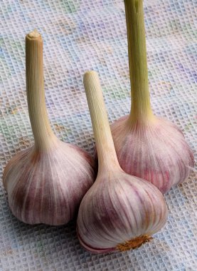 Three Garlic Bulbs On The Dish Towel clipart