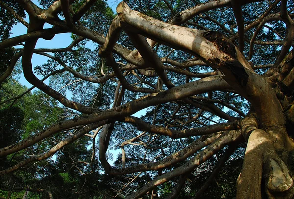 Árvore Banyan — Fotografia de Stock