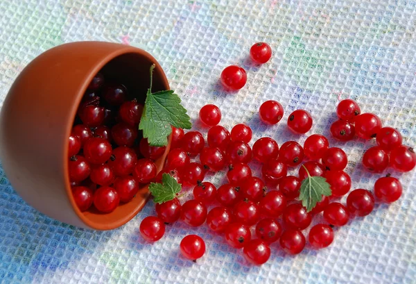 Red Currant And The Bowl On The Towel — Stock Photo, Image