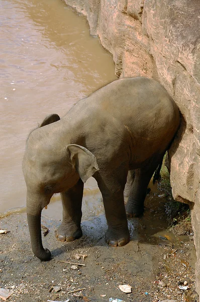 Baby Elephant — Stock Photo, Image