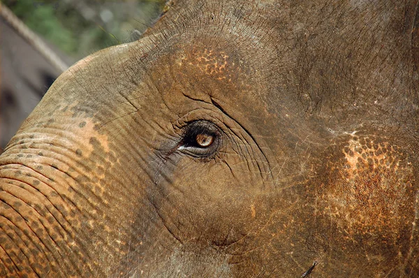 Глаз детеныша слона — стоковое фото