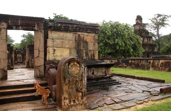 Ruines de Polonnaruwa et le chien — Photo
