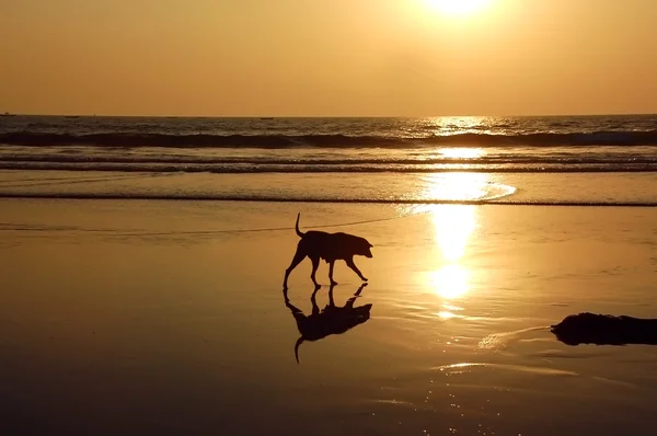 해변에서 길 잃은 강아지 — 스톡 사진