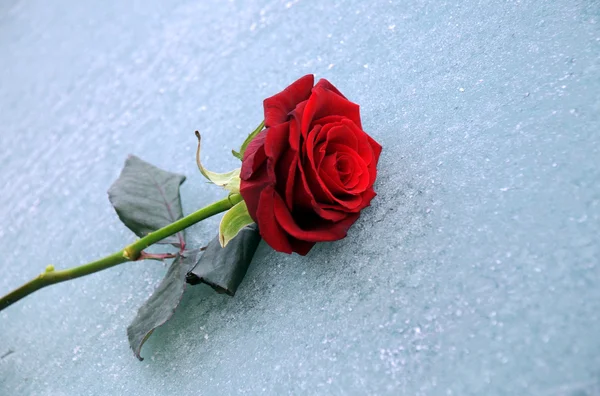 stock image Lone Red Rose On Ice