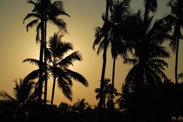 stock image Whispering Palm Trees