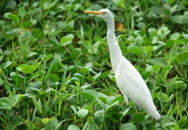 White Egret clipart