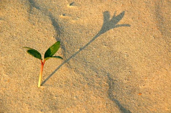 Einsame Pflanze in der Wüste — Stockfoto