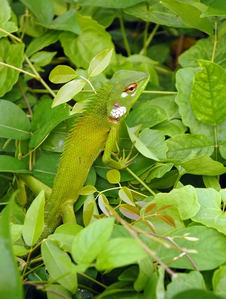 stock image Variable Lizard