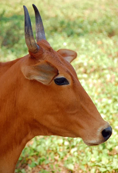 Cabeça de vaca indiana — Fotografia de Stock