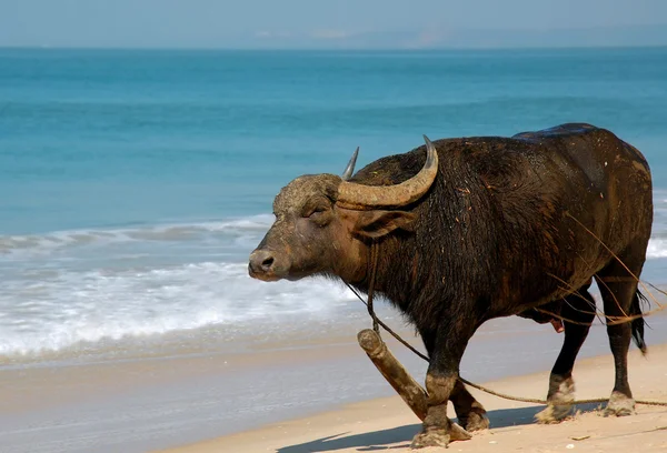 印度野牛在海滩上 — 图库照片