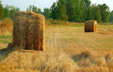 Haymaking in August clipart