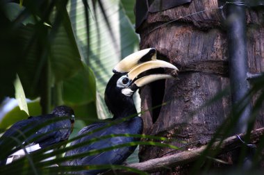 A hornbill by its nest clipart