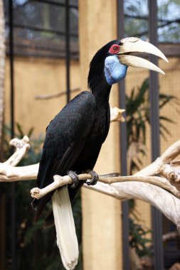 A hornbill bird - 1 clipart