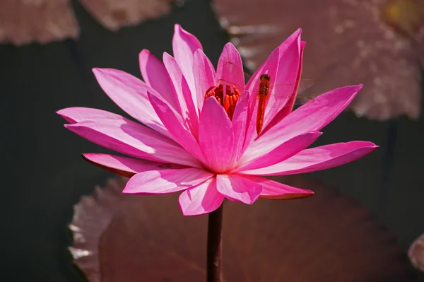 Stock image Lotus and dragonfly