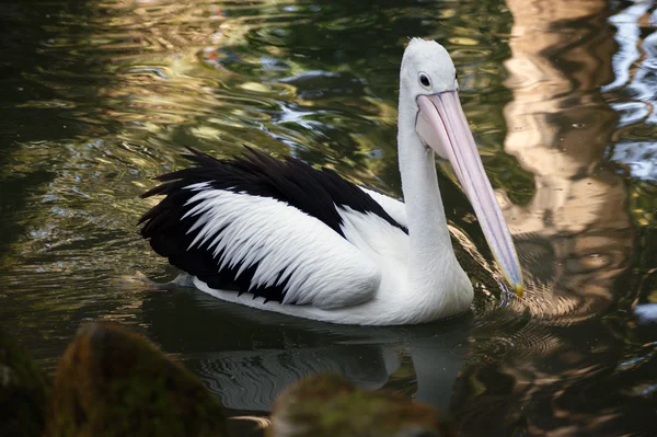 Swimming pelican — Stock Photo, Image