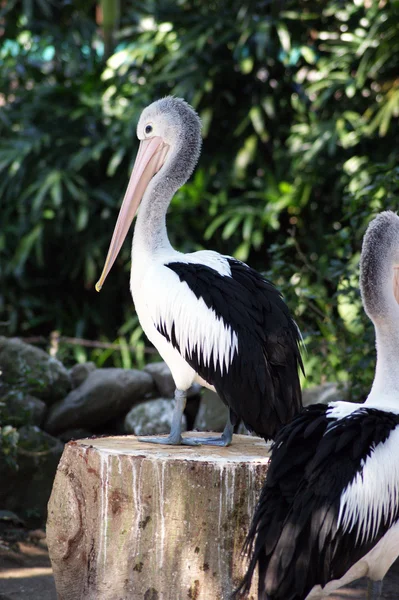 Um pelicano - 1 — Fotografia de Stock