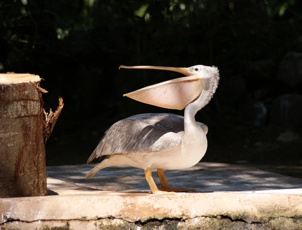 stock image Pelican