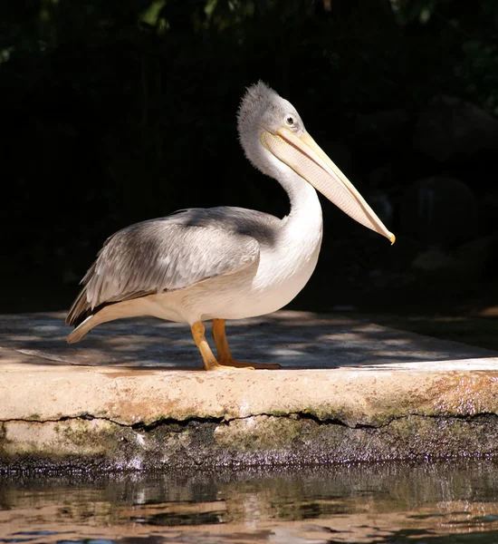 stock image Grey pelican