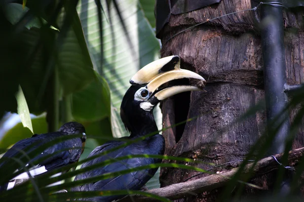 A hornbill by its nest — Stock Photo, Image