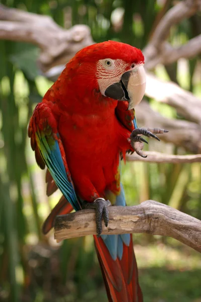 Papagaio ara, masaw — Fotografia de Stock