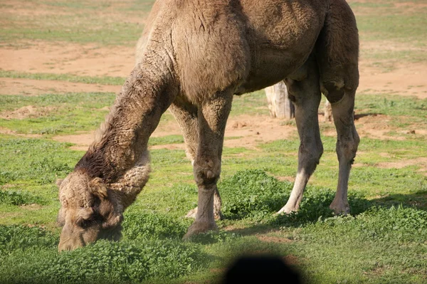 Um camelo pastando — Fotografia de Stock