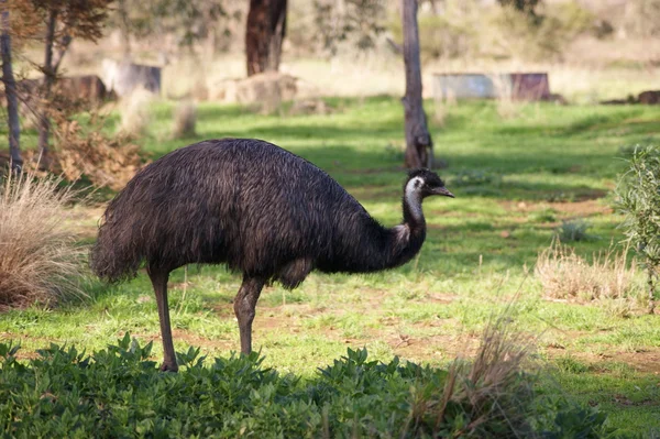 Emu. —  Fotos de Stock