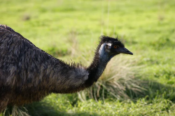 Portret van de emu — Stockfoto