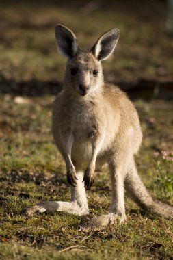 A baby-kangaroo clipart