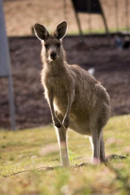 Kangaroo - 1 clipart